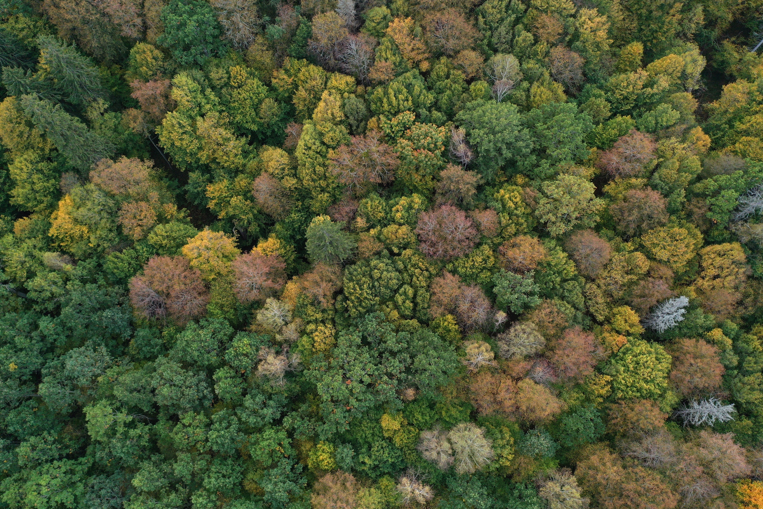 Photographie aérienne d'une forêt primaire